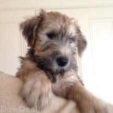 Shipping is $350.00 if needed. Dogs For Sale In Ireland Dogs For Sale Wheaten Terrier Puppy Soft Coated Wheaten Terrier