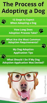 Check spelling or type a new query. Adopting A Shelter Dog Does Not Have To Be Complicated Dog Adoption Shelter Dogs Adoption Kitten Adoption
