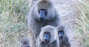 Baboon Baboon Monkey Habitat African Animals