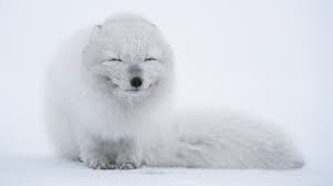 Wallpaper Animals Snow Arctic Arctic Fox Weather 1920x1080 Px Vertebrate Polar Bear Dog Like Mammal Dog Breed Group 1920x1080 Coolwallpapers 726438 Hd Wallpapers Wallhere