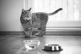 Kidney Failure Is A Progressive Disease Catwatch Newsletter