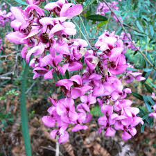 Image result for Virgilia