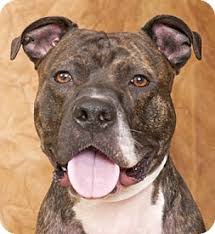 Pin On Adoptable Pets