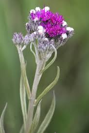 Image result for Vernonia natalensis