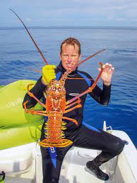 Any device that might puncture, penetrate or crush the shell of the lobster may not be used. Regular Spiny Lobster Season Opens Aug 6 Coastal Angler Magazine