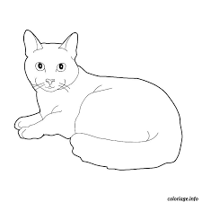 coloriage chaton maine coon dessin chat a imprimer dino