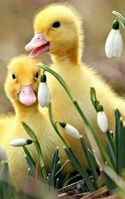 Photo Farm And Country Beautifultiere Beautifulanimals Funnyanimals Funnytiere Ordekler Vahsi Hayvanlar Sevimli Hayvan Yavrulari