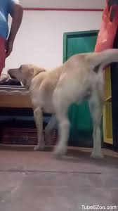 Fast-paced gay anal video with a horny-looking dog