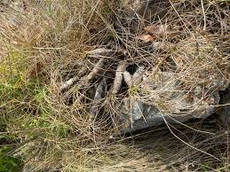 Image result for Streptocarpus myoporoides