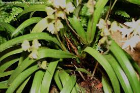 Image result for Polystachya galeata