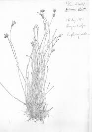 Image result for Fuirena stricta