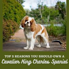 Cavalier king charles spaniel images. Top 5 Reasons To Own A Cavalier King Charles Spaniel Pethelpful