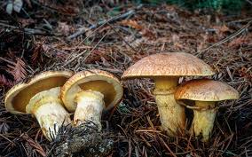 Image result for Suillus wasatchicus