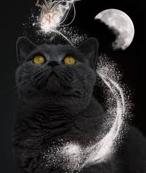To see a black cat in your dream indicates that you are experiencing fear in using your psychic abilities and in believing in your intuition. Interpreting The Meaning Of Dreams About Cats And Cats As Dream Symbols Exemplore Paranormal