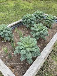 How do you cut kale so it keeps growing? 15 Foods You Can Regrow From Scraps The Soccer Mom Blog