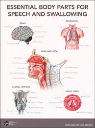 The upper region of the body includes everything above the neck. Essential Body Parts For Speech And Swallowing Poster