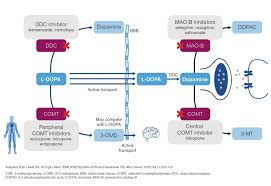 Image result for COMT Inhibitor