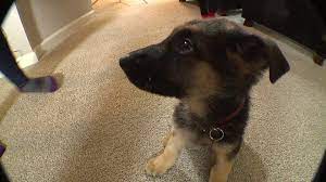(80222,denver co) hide this posting restore restore this posting. Puppy Sold On Craigslist Costs New Owners 5 600 In Vet Bills Fox31 Denver