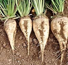 Image result for sugar beet