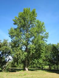 Check spelling or type a new query. Populus Canescens Wikipedia