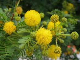 How To Grow And Care For Acacia World Of Flowering Plants Planting Flowers Plants Plant Care