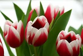 Coupled with the sweetness of chocolate, the fragrance of your favorite. The 5 Most Popular Flowers For Valentine S Day Avas Flowers
