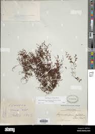 Image result for Hymenophyllum peltatum