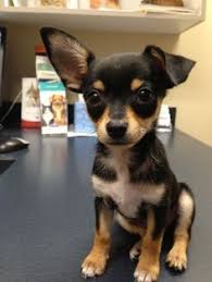 Maybe you would like to learn more about one of these? Related Image Cute Baby Animals Baby Animals Cute Animals