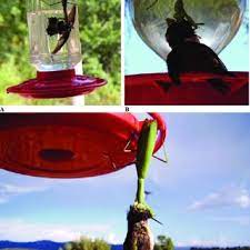 We did not find results for: Pdf Bird Predation By Praying Mantises A Global Perspective