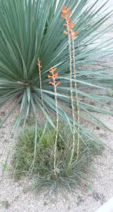 Image result for Dyckia