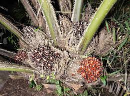 Image result for Elaeis