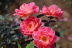 Image result for Stolzia kalkhof-roseae