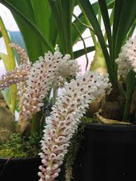 Image result for Eriosema rhynchosioides