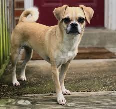 Sie wiegen zwischen 80 und 150 g. Chihuahua Mops Mischling Ausgewachsen Chihuahua Ausgewachsen 4 Anzeigen
