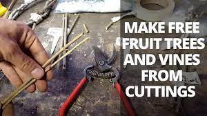 Grafting apple trees, pears with young cuttings Free Trees Propagate Fruit Trees And Vines From Cuttings Youtube