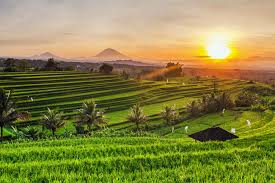 TERRAZAS DE ARROZ DE TEGALALAND (UBUD, BALI) | El Baúl | EL MUNDO