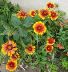 Image result for Gaillardia `Kobold`