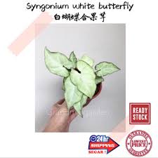Host plants should be planted nearby. Gg Real Plant Syngonium White Butterfly ç™½è´è¶åˆæžœèŠ‹ Podophyllum Arrowhead Pokok Keladi Hiasan Rumah Indoor House Plants Lazada