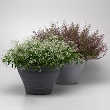 Image result for Euphorbia graminea