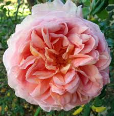 Come si chiamano + foto 2021. Chi Era David Austin E Come Ha Rivoluzionato Il Mondo Delle Rose
