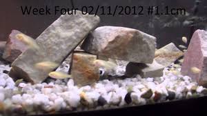 10 African Cichlid Mbuna Fry Evolution Series Growth Over