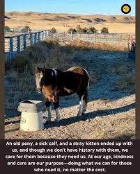 Caring for old and needy animals