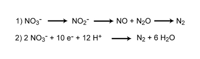 Nitrogen is the chemical element with the symbol n and atomic number 7. The Nitrogen Cycle Processes Players And Human Impact Learn Science At Scitable