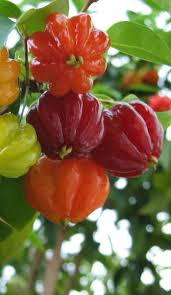 Pin On Frutas Frutas De A A Z