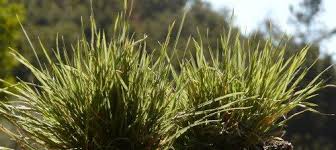 Image result for Eragrostis caespitosa