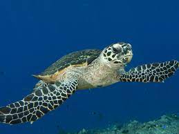 Endangered & critically endangered (iucn). Hawksbill Turtle Sea Turtles Species Wwf