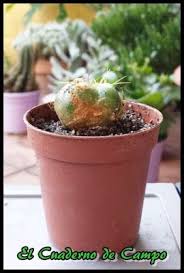 1 cómo sembrar cactus y otras plantas suculentas a partir de semillas. El Cuaderno De Campo Como Reproducir Un Cactus O Planta Suculenta Por Hijuelos O Hijos Plantas Suculentas Suculentas Plantas
