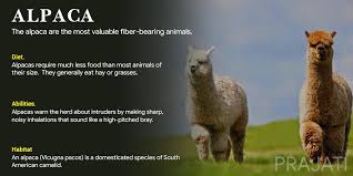 A south american camel beast of burden with valuable wool. Prajati On Twitter Know Your Species Along With Camels And Llamas Alpacas Are Classified As Camelids Https T Co 9jbiwvazyu Weprajati Endangeredspeciesact Wildlifephotography Animalkingdom Species Amazingearth Olegmks Nwf Discovery Wwf