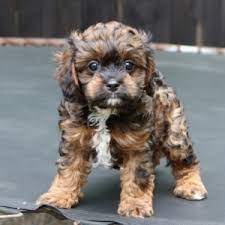 As an amazon associate i earn from qualifying purchases. Winston Cavapoo Puppy 598349 Puppyspot