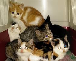 Kuvahaun tulos haulle kissat